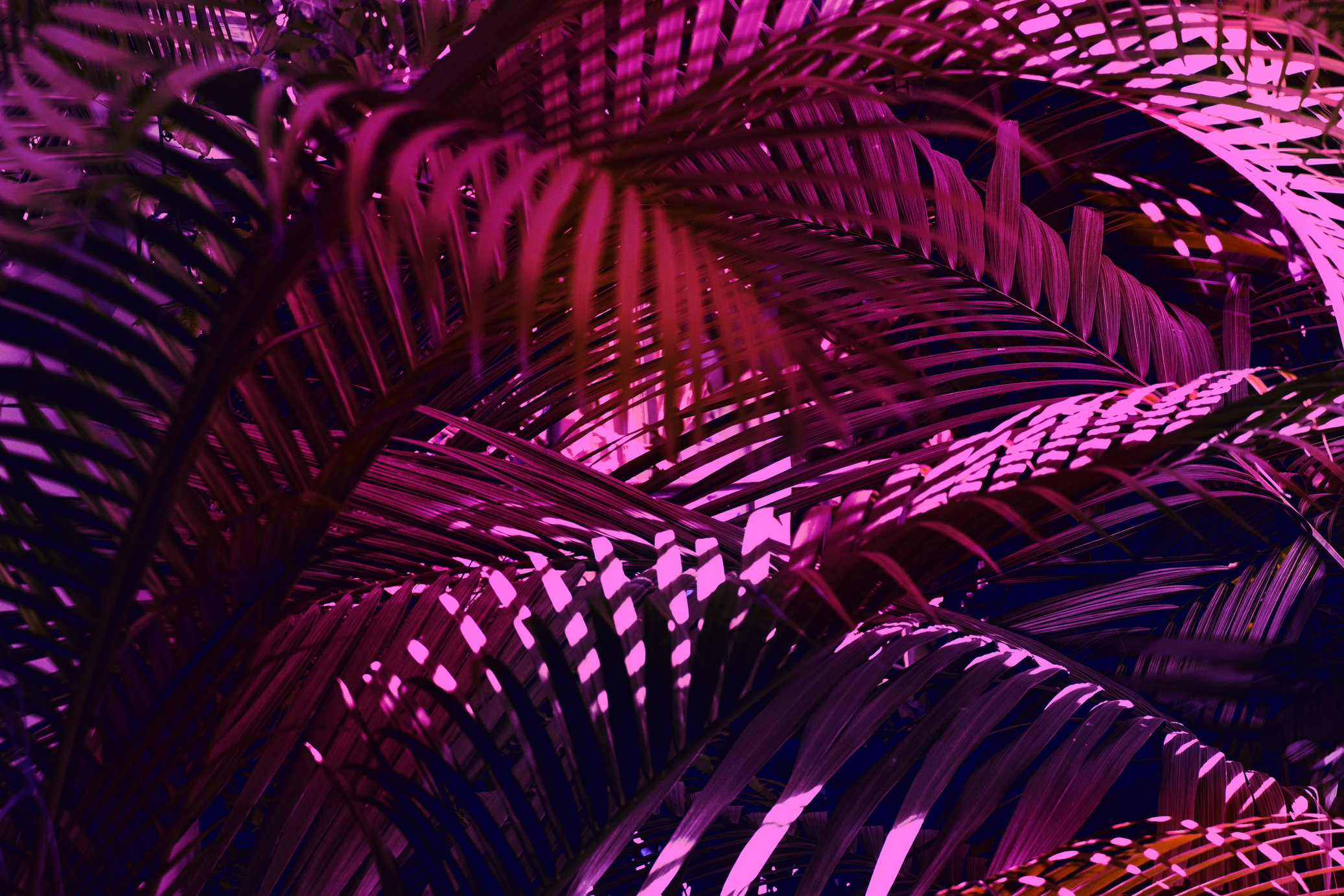 Photo of palm leaves in neon lighting